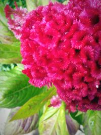 Close-up of pink flowers