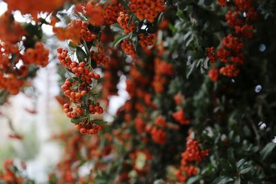 Close-up of orange berries on tree