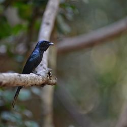 Close-up of bird perching on branch