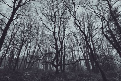 Bare trees in forest