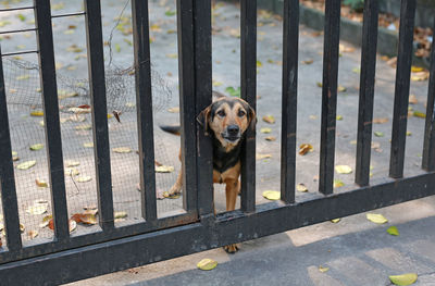 Portrait of dog by metal fence