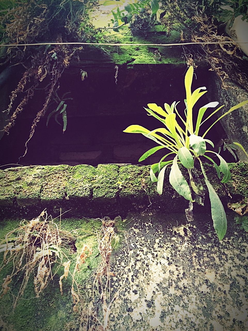 plant, growth, sunlight, metal, leaf, railing, high angle view, wall - building feature, shadow, no people, nature, green color, day, built structure, outdoors, potted plant, fence, architecture, close-up, tree