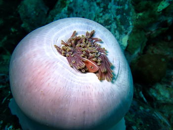 Close-up of turtle in sea