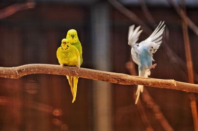 Close-up of parrot perching on branch