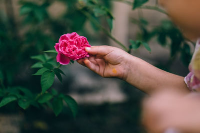 Close-up of hand holding pink flower