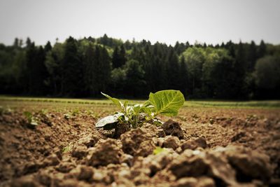 Plants growing on field