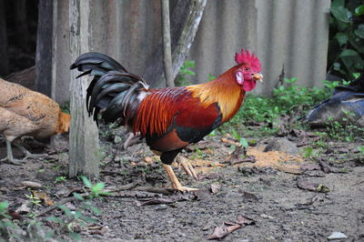 View of a bird on land