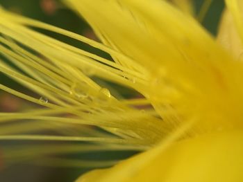 Close-up of yellow flower