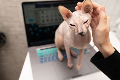 Cat of breed the canadian sphynx seat on the laptop