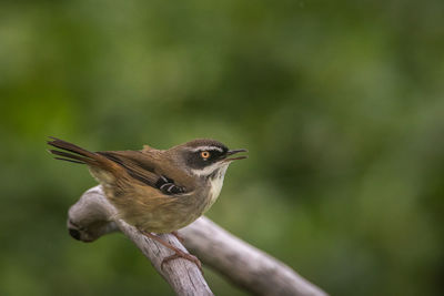 Close-up of bird perching on branch