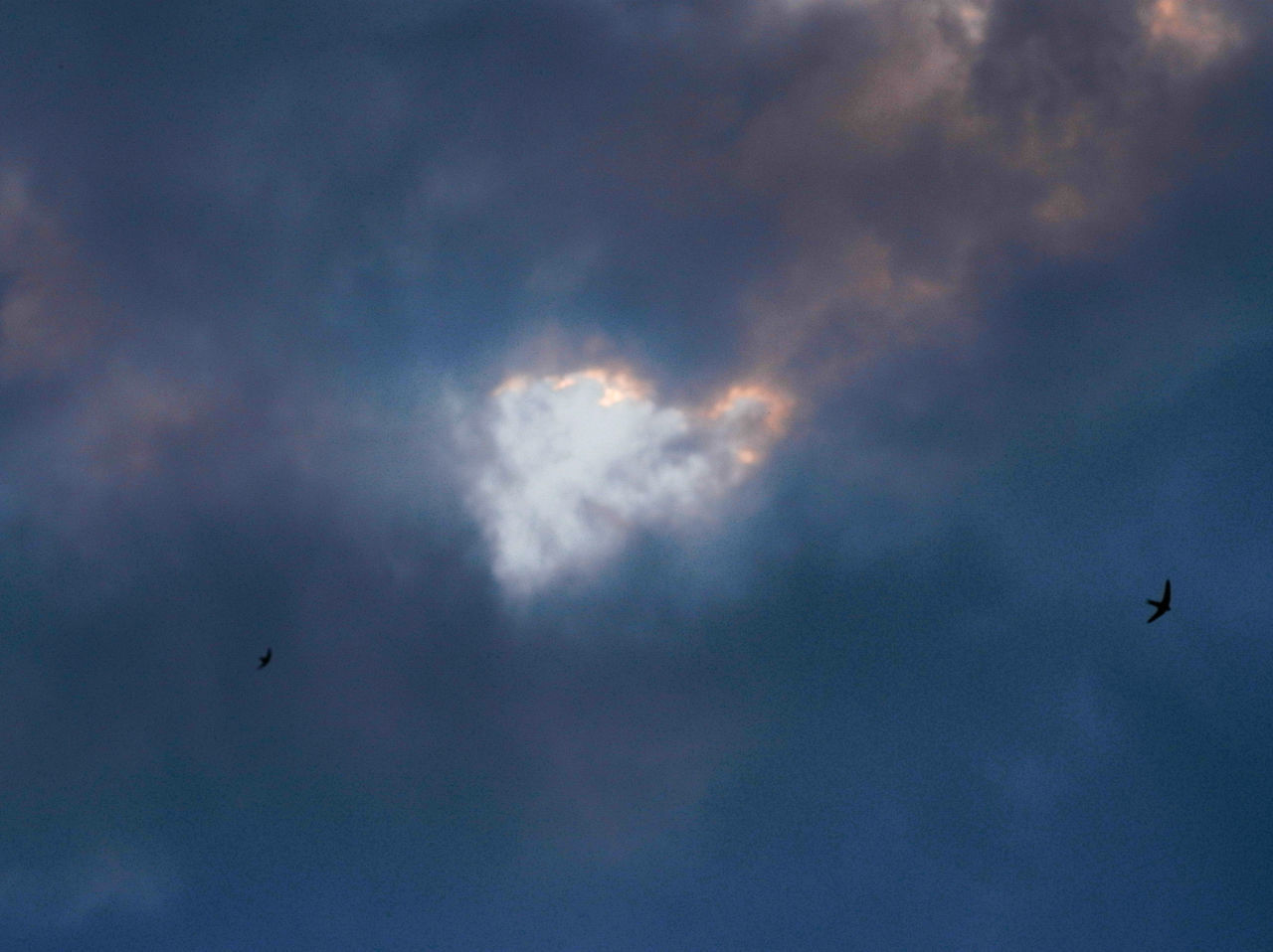 flying, bird, sky, animals in the wild, animal themes, cloud - sky, low angle view, animal wildlife, mid-air, outdoors, one animal, nature, spread wings, silhouette, beauty in nature, scenics, no people, sky only, day, bird of prey