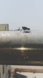 Close-up of crab on shore against clear sky