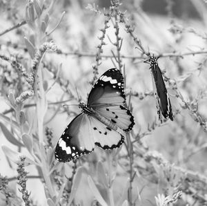 Close-up of butterfly pollinating on flower