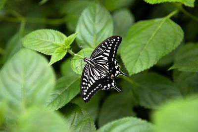 Close-up of butterfly on leaves