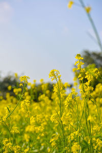 Yellow flowering plants on field against sky