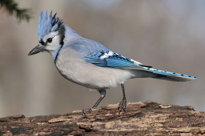 A bluejay perched on a branch