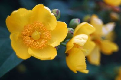 Close-up of yellow flowering plant