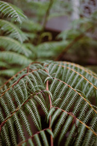 Close-up of fern