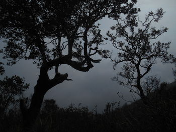 Low angle view of silhouette trees against sky