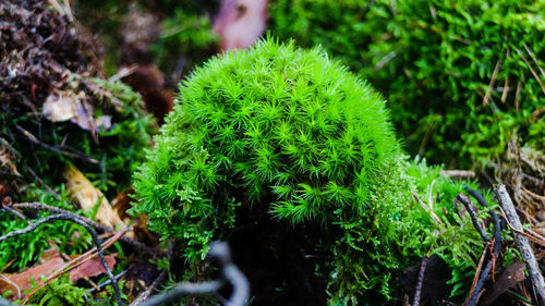 Close-up of plant growing in forest