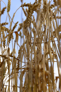 Low angle view of plants