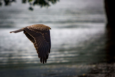 Close-up of eagle flying over water