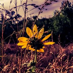 Close-up of flowers growing in field