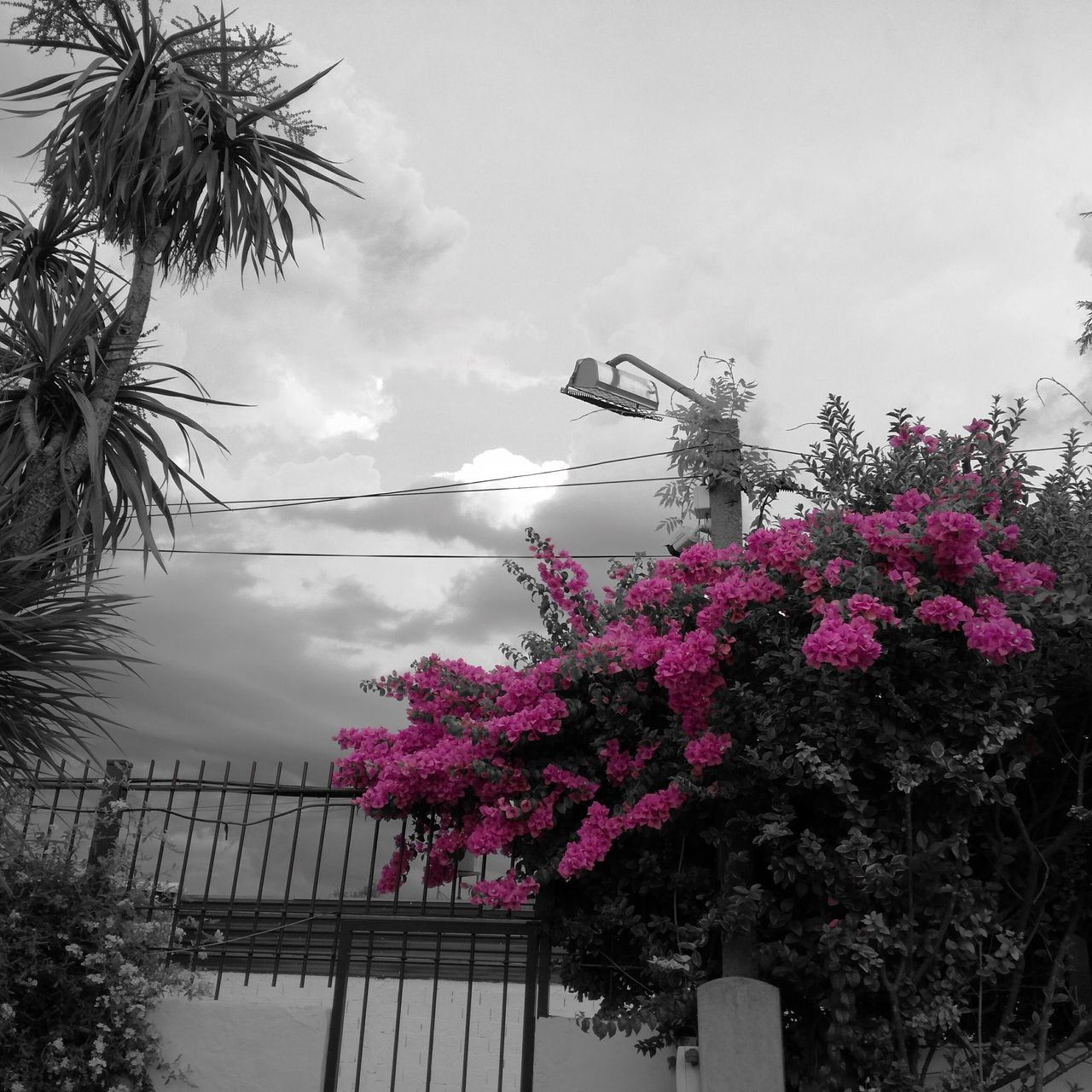 CLOSE-UP OF PINK FLOWERS BLOOMING AGAINST SKY