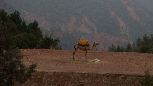 Horse on landscape against sky