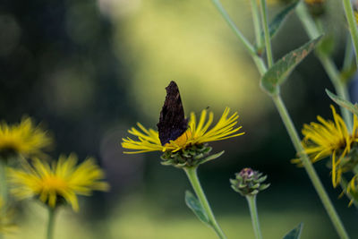 Close-up of butterfly pollinating on yellow flower