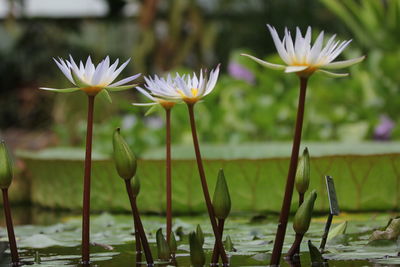 Close-up of flowers blooming outdoors