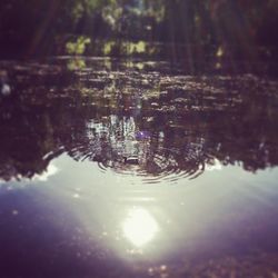 Reflection of trees in water