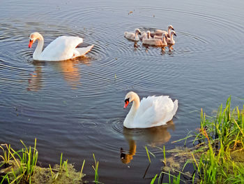 High angle view of swans swimming in lake