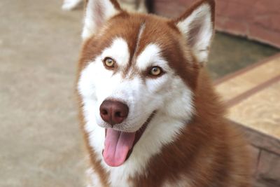 Close-up portrait of a dog