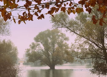 Trees by lake against sky