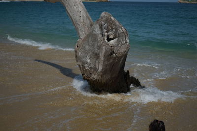 High angle view of driftwood on beach