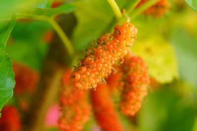 Close-up of red flowering plant