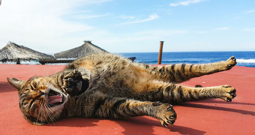 View of a cat resting on sea shore