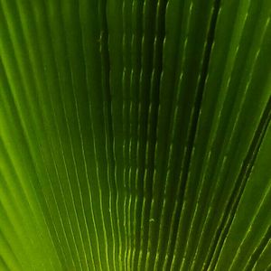 Full frame shot of green leaves