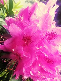 Close-up of fresh flowers blooming in water