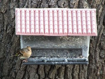 Close-up of bird perching on wood