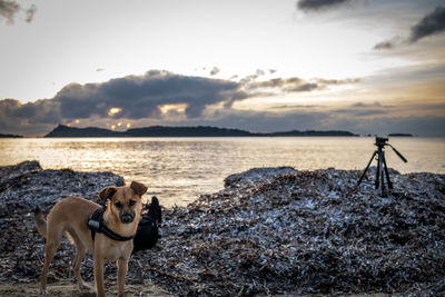 Dog on shore against sky during sunset