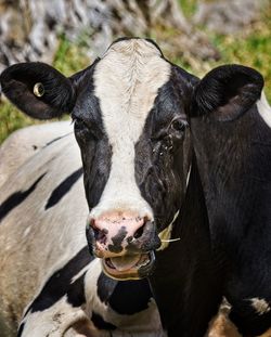 Close-up portrait of a black