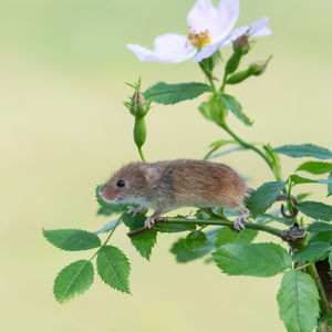 Close-up of sweet little harvest mouse  on plant