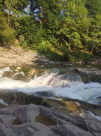 Scenic view of river flowing through forest