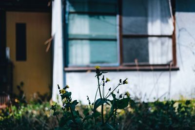 flowering plant