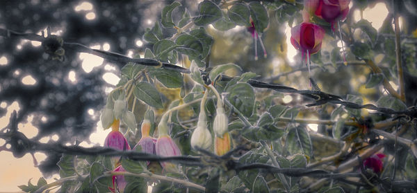 Close-up of flowers blooming on tree