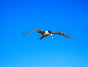 Tern flying against clear sky