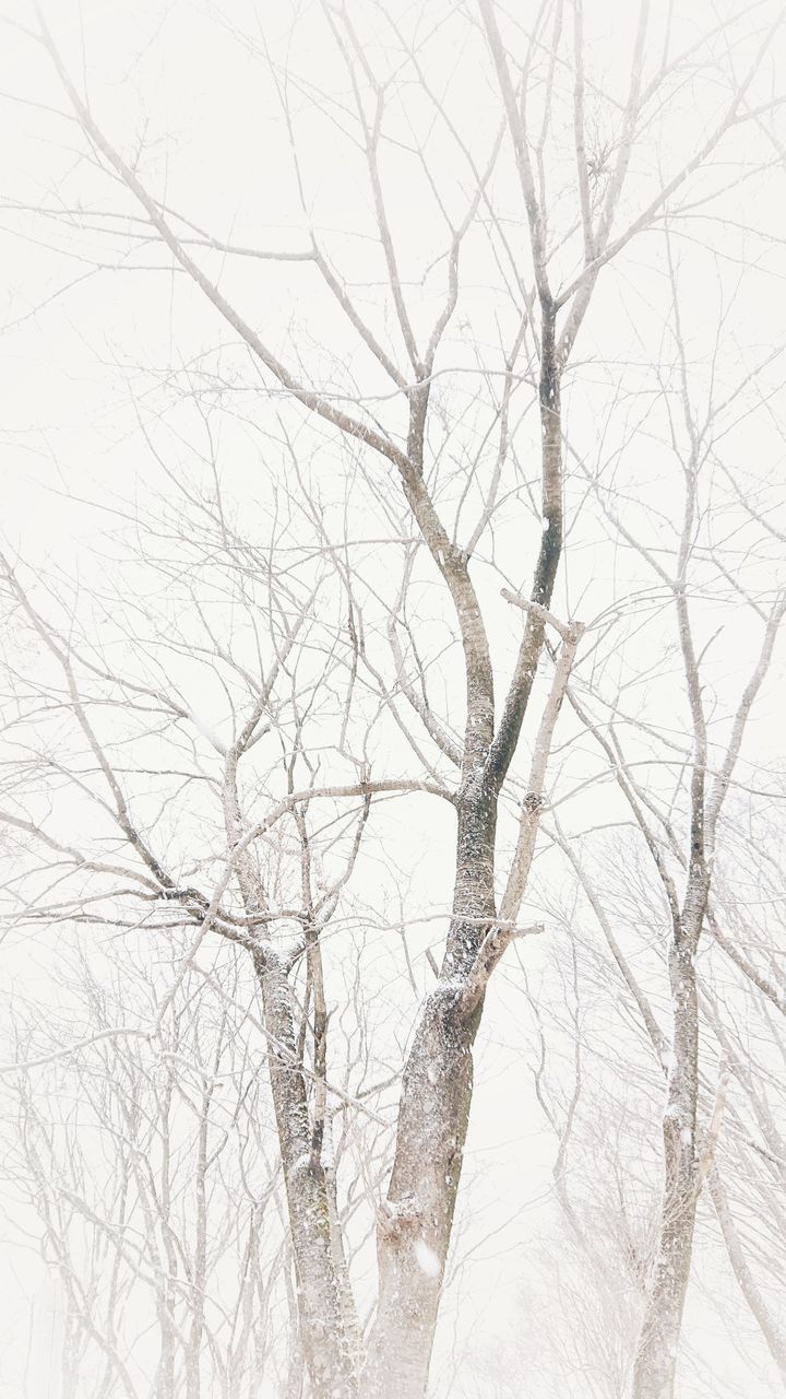 LOW ANGLE VIEW OF BARE TREES AGAINST SKY