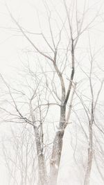 Low angle view of bare tree against sky